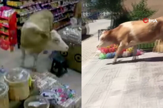 Nəzarətsiz qalan qurbanlıq inəklər mağazalarda yem axtardılar - VİDEO