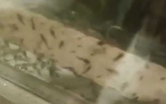 Bu qəsəbəni ağcaqanadlar basıb - VİDEO