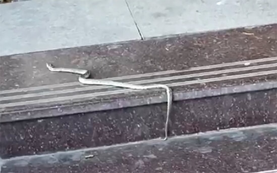 Bakının mərkəzində peyda olan ilanları ora kimlər gətirib? - Serpentoloq açıqladı