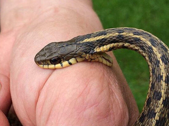 Ağdam sakinini ilan sancıb