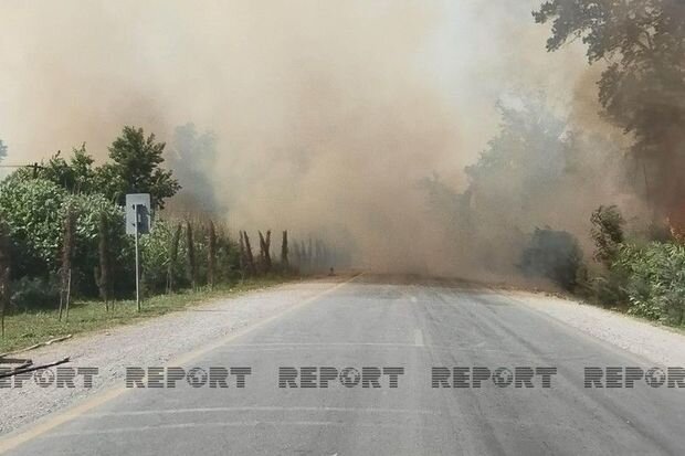 Xaçmazda meşəlik ərazidə baş vermiş yanğın söndürülüb - YENİLƏNİB + VİDEO