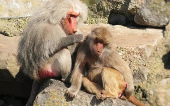 Yaponiyada vəhşi meymun qorxu yaradır