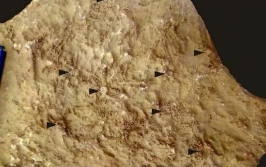 Afrikada tapılan fosilə Zelenskinin adı verildi