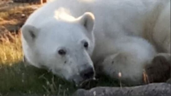 Çarəsiz vəziyyətə düşən ağ ayı insanlardan kömək umdu - FOTO/VİDEO