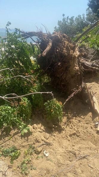 Bakıda ağacların kökündən çıxarılması ilə bağlı icra hakimiyyətindən AÇIQLAMA - YENİLƏNİB + FOTO/VİDEO