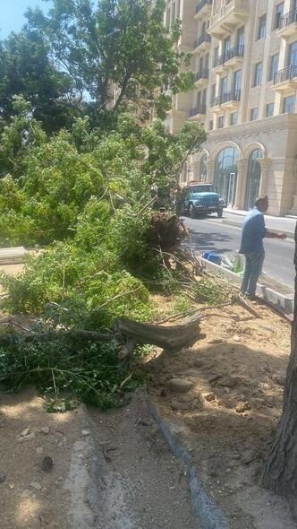 Bakıda ağacların kökündən çıxarılması ilə bağlı icra hakimiyyətindən AÇIQLAMA - YENİLƏNİB + FOTO/VİDEO