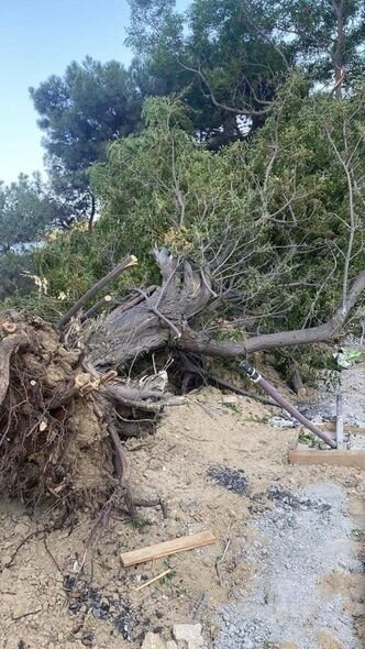 Bakıda ağacların kökündən çıxarılması ilə bağlı icra hakimiyyətindən AÇIQLAMA - YENİLƏNİB + FOTO/VİDEO