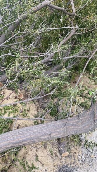 Bakıda ağacların kökündən çıxarılması ilə bağlı icra hakimiyyətindən AÇIQLAMA - YENİLƏNİB + FOTO/VİDEO