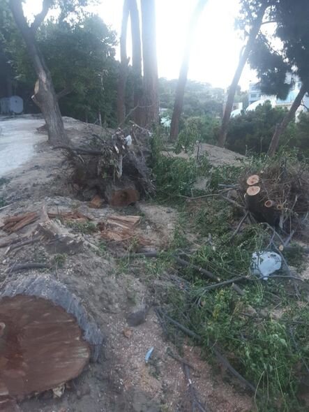 Bakıda ağacların kökündən çıxarılması ilə bağlı icra hakimiyyətindən AÇIQLAMA - YENİLƏNİB + FOTO/VİDEO
