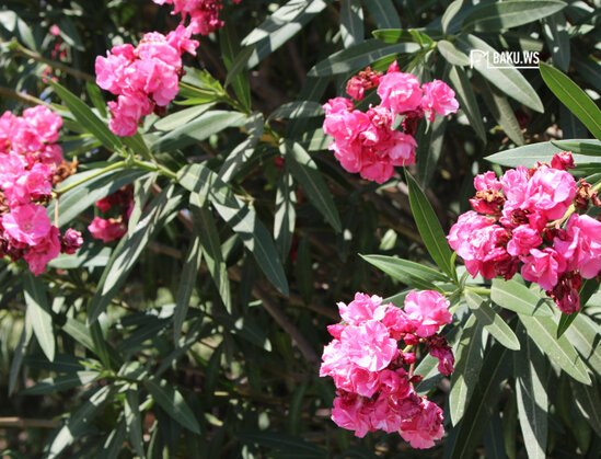 DİQQƏT! Uşaqlarımızı zəhərləyib öldürən bu bitki Bakı küçələrindədir - FOTO
