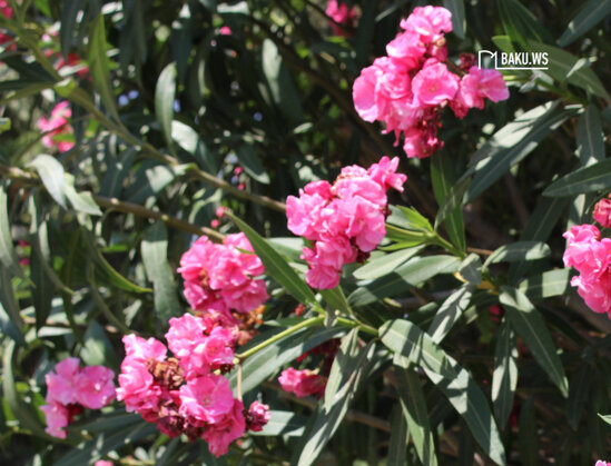 DİQQƏT! Uşaqlarımızı zəhərləyib öldürən bu bitki Bakı küçələrindədir - FOTO
