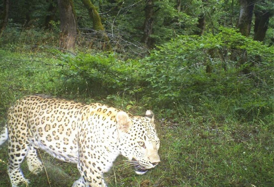 Azərbaycandakı bəbirlərin sayı açıqlanıb