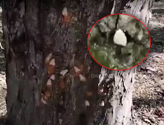 Nabranda kəpənəklər ağaclara hücum çəkib - VİDEO