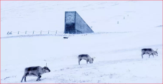 "Qiyamət anbarı" - Hamının görmək istədiyi məkanın sirri nədədir?