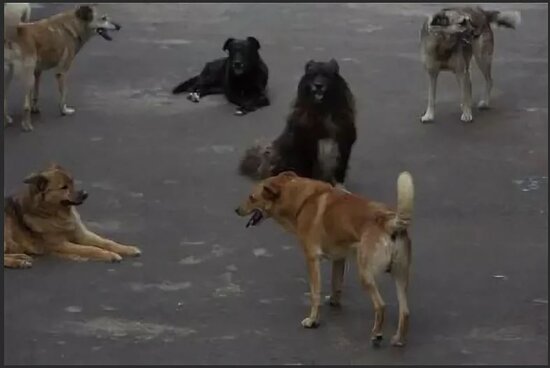 Küçə itləri velosipedçiyə hücum etdi-VİDEO