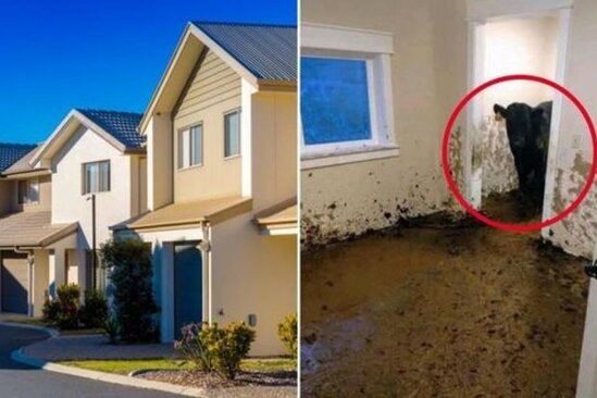 Amerikalıların aldıqları evdə inəklər məskunlaşıb – FOTO