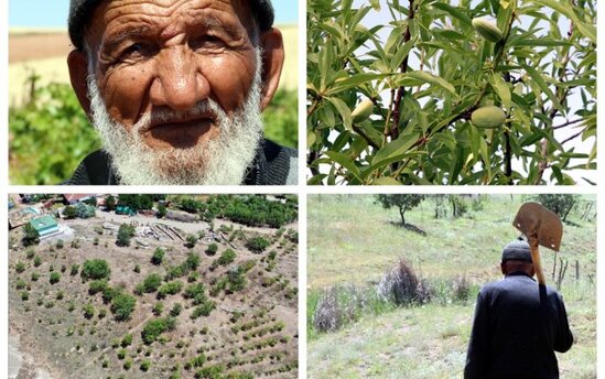 90 yaşlı Osman kişi indiyədək doğma kəndində 40 min ağac əkib...-İBRƏTAMİZ -VİDEO