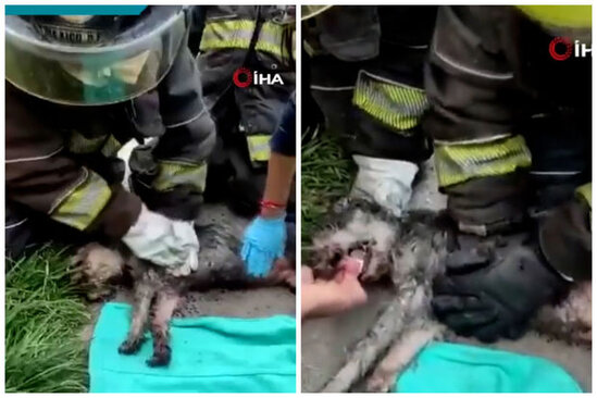 Xilasedicilər yanğın zamanı xəsarət alan iti həyata qaytarıblar – VİDEO