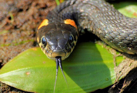 2 yaşlı qız onu sancan ilanı DİŞLƏYİB ÖLDÜRDÜ