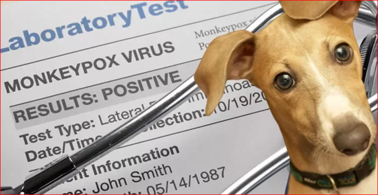 Ev heyvanı meymunçiçəyinə yoluxdu – virus mutasiyaya uğrayır