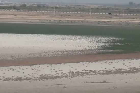 Hacıqabul gölünün suyu quruyub - VİDEO