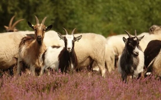 Qoyun və keçilərin iştahı Avropanı meşə yanğınlarından xilas edəcək