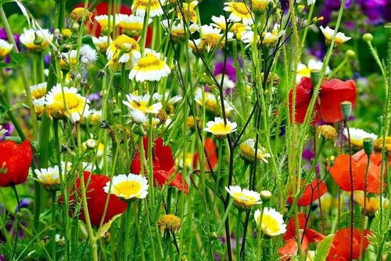 Bazar gününün HAVA PROQNOZU