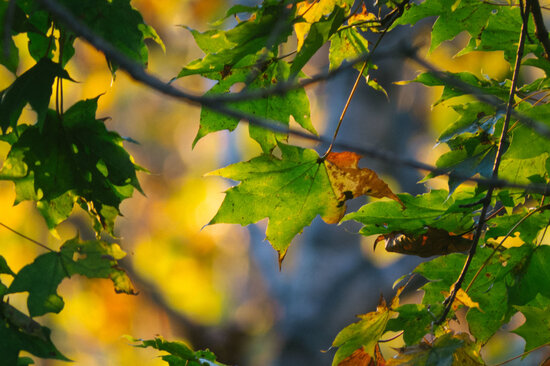 Hava sərinləyəcək - Sentyabrın ilk on gününün PROQNOZU