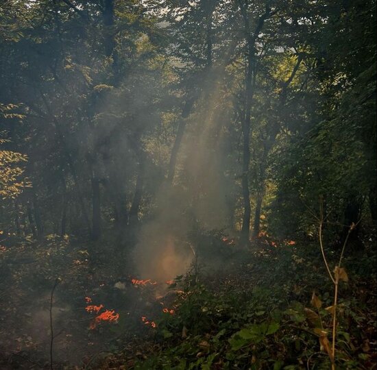 Yanğın Zaqatala təbiətini belə dəyişdi-MÜƏLLİFİN GÖZÜNDƏN