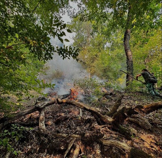 Yanğın Zaqatala təbiətini belə dəyişdi-MÜƏLLİFİN GÖZÜNDƏN