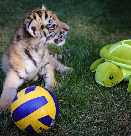 Bakı Zooparkında pələng dünyaya gəlib - FOTO