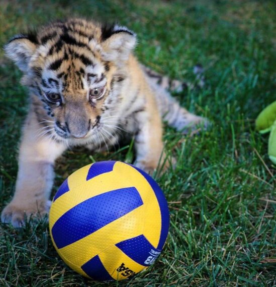 Bakı Zooparkında pələng dünyaya gəlib - FOTO