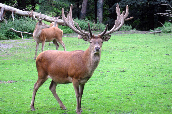 Talış dağlarında 100 il sonra yenidən nəcib marallar peyda olacaq