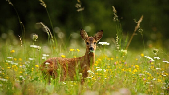 Cəbrayıl və Zəngilana ceyranlar buraxılacaq