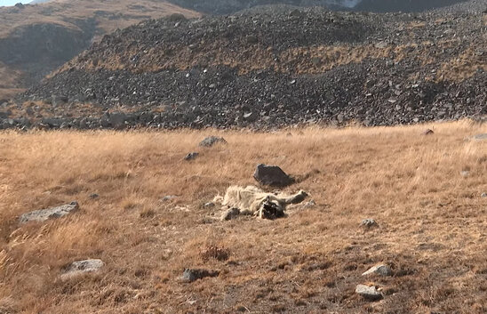 Azad olunmuş ərzilərdə ayı minaya düşüb - VİDEO