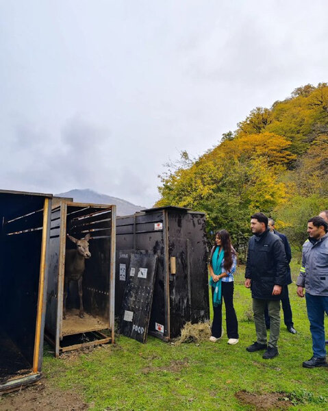 Leyla Əliyevanın iştirakı ilə Şahdağ Milli Parkına marallar buraxılıb - FOTO/VİDEO