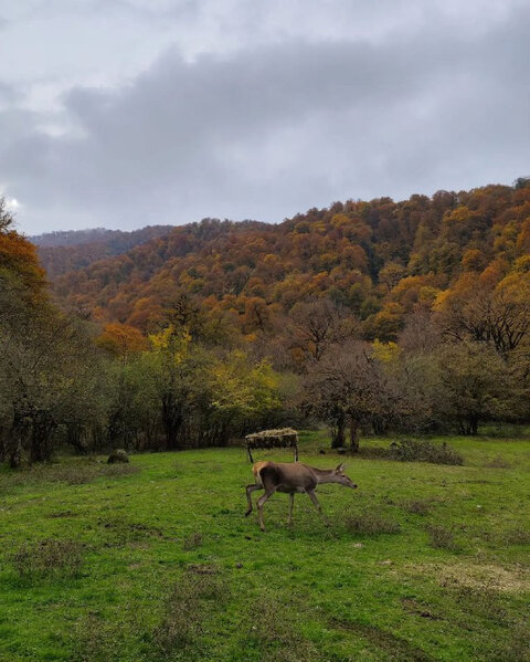 Leyla Əliyevanın iştirakı ilə Şahdağ Milli Parkına marallar buraxılıb - FOTO/VİDEO