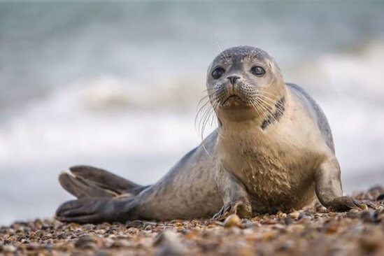 Xəzər sahillərində 131 suiti ölü tapılıb