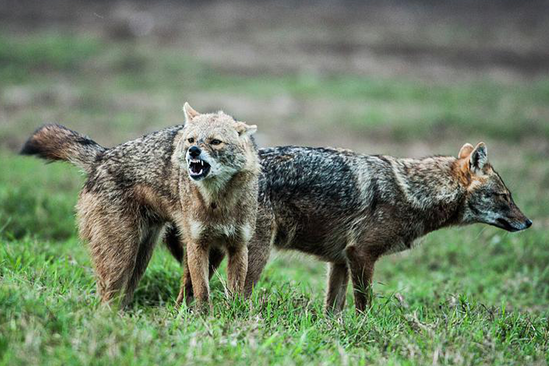 Çaqqalların hücum etdiyi 43 yaşlı kişi ölüb - FOTO