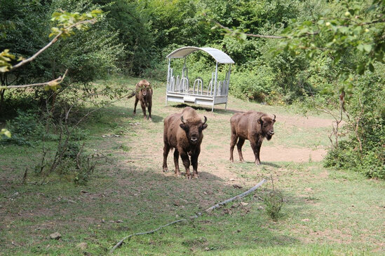 Azərbaycana daha 10 zubr gətirilib