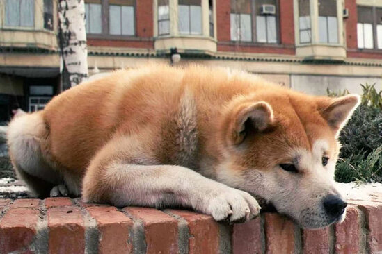 İtlərin vəfalı olduqları yalanmış