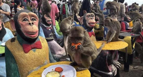 Meymunlara açıq bufet ziyafəti verilib- FOTO