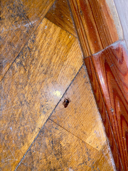 Bakıda məktəbi tarakan basıb? - RƏSMİ AÇIQLAMA - FOTO