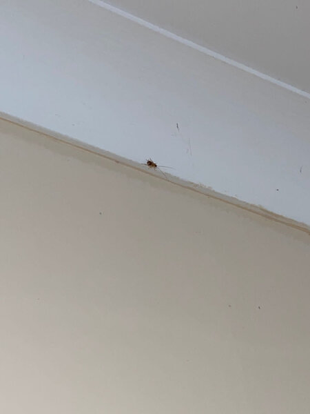 Bakıda məktəbi tarakan basıb? - RƏSMİ AÇIQLAMA - FOTO