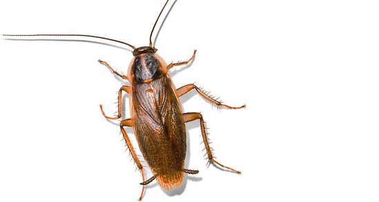 Bakıda məktəbi tarakan basıb? - RƏSMİ AÇIQLAMA - FOTO