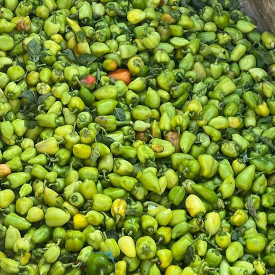 Azərbaycana gətirilən bibərdə virus aşkarlandı - FOTO