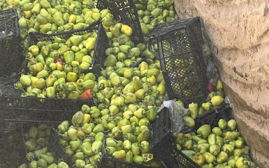 Azərbaycana gətirilən bibərdə virus aşkarlandı - FOTO