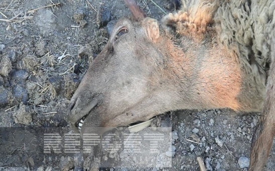 Bu rayonda iri və xırda buynuzlu heyvanlar naməlum şəraitdə tələf olur - FOTO