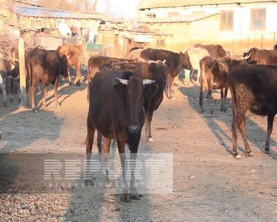 Bu rayonda iri və xırda buynuzlu heyvanlar naməlum şəraitdə tələf olur - FOTO