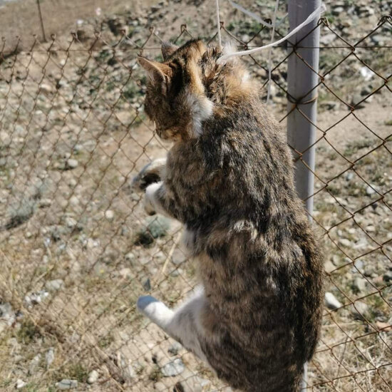 Azərbaycanda dəhşət! - Pişiklər asılaraq öldürüldü - Polisdən açıqlama - FOTO